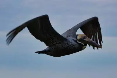 Pelican flying