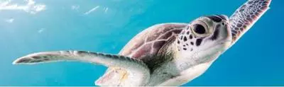 Sea turtle
