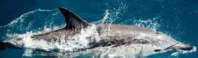 Dolphin