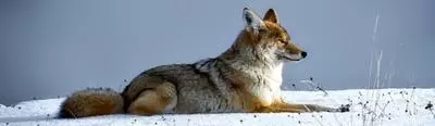 Coyote