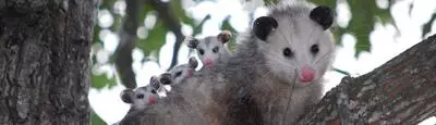 Opossum