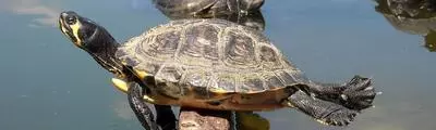 Land turtle