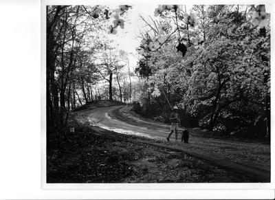 1971 Tourist Bureau picture of wooded street